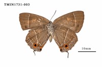Esaki’s Hairstreak Collection Image, Figure 2, Total 3 Figures